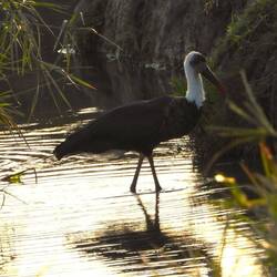 African Woolly-necked Stork