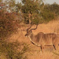 Kudu male