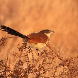 Burchell's Coucal