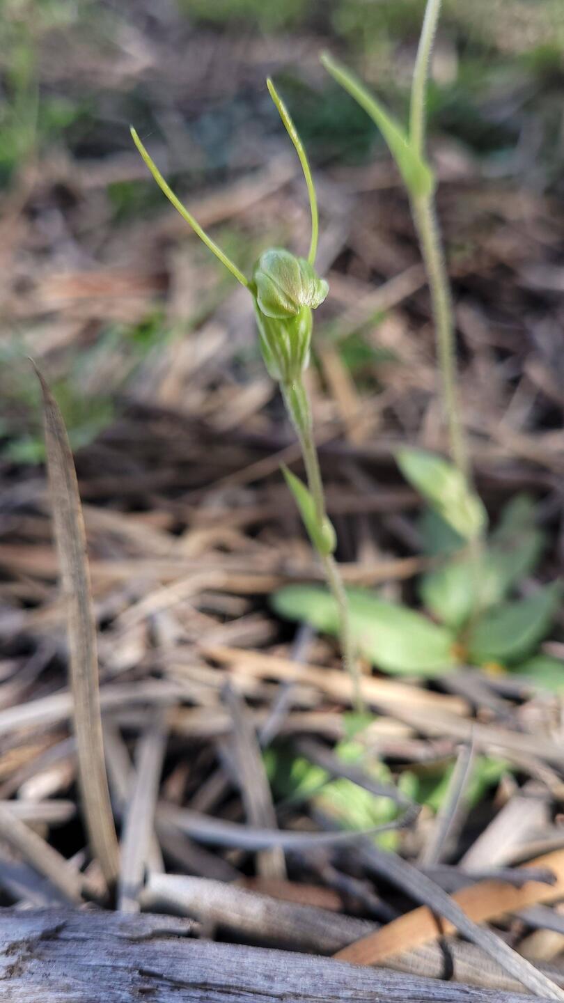 Snail Orchid