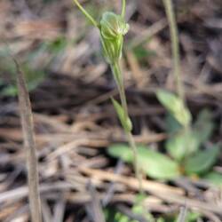 Snail Orchid