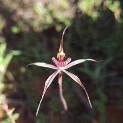 Kalbarri Spider Orchid