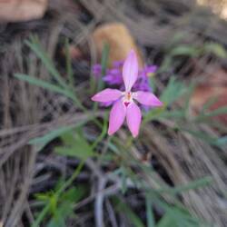 Hybrid Cowslip Orchid
