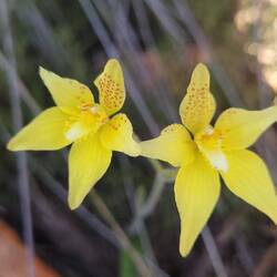 Cowslip Orchid