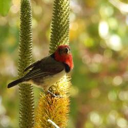 Black-collared Barbet