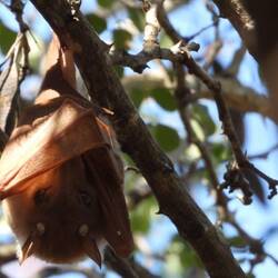 Epolitid Fruit Bat