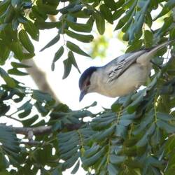 Black-backed Puffback