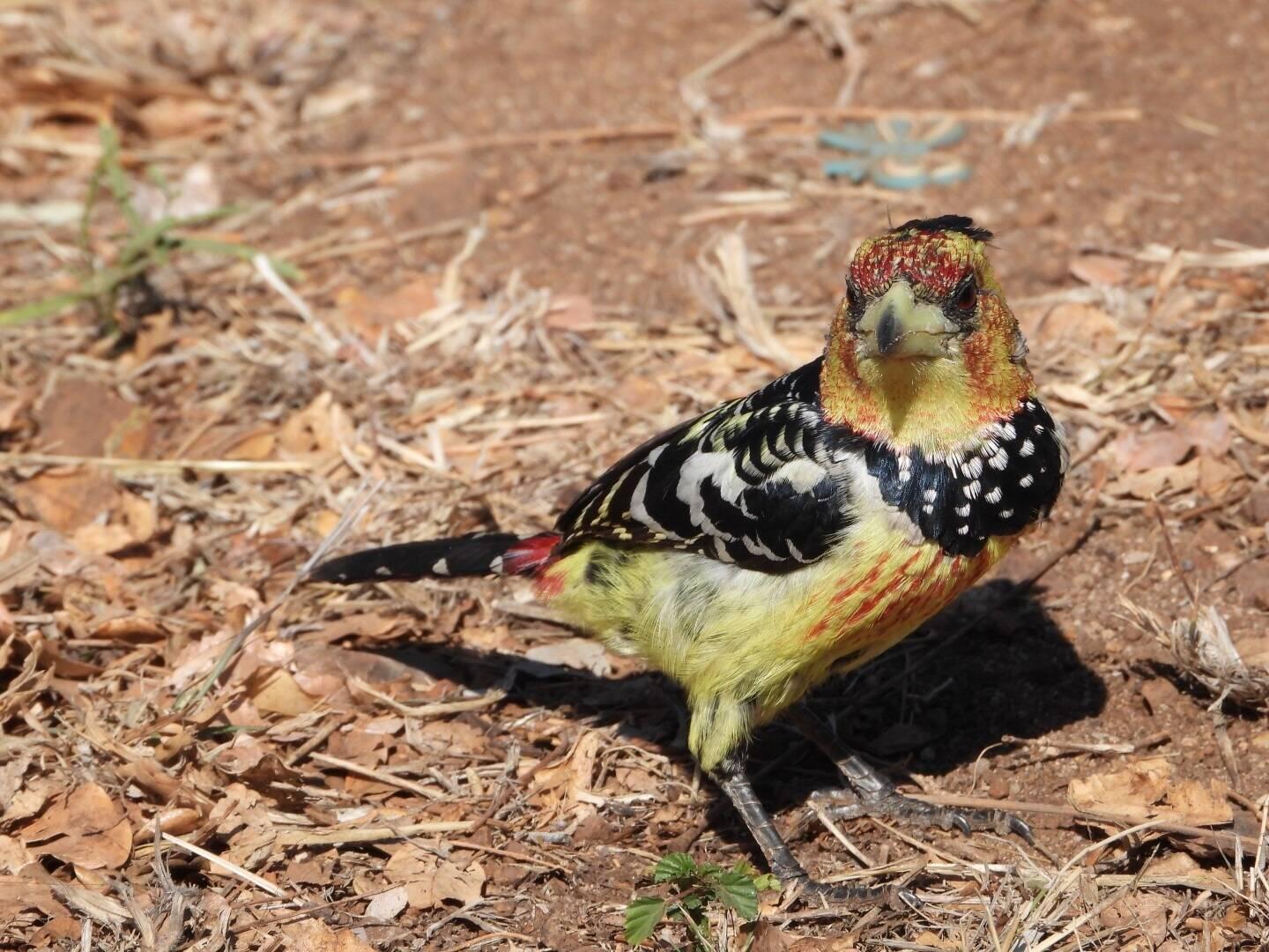 Crested Barbet