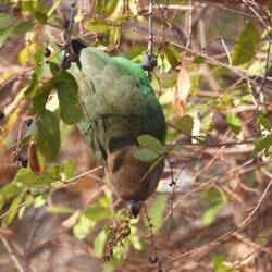 Brown-headed Parrot