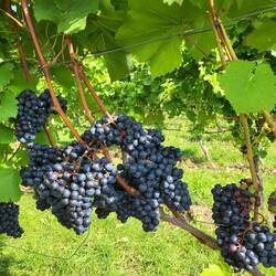 Meine Gedanken gehen in die Pfalz....