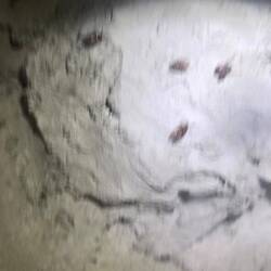 Diese Käfer gibt es nur in Bad Segeberg. Diese Sind die Putztruppe der Höhle