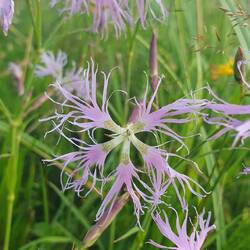 Prachtnelke (Dianthus superbus)