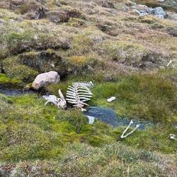 Überall sind Tierskelette und Knochen zu finden