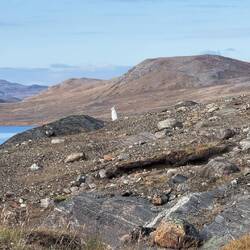 Nur einer der Schneehasen, die wir gesehen haben