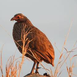 Swainson's Spurfowl