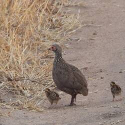 Swainson's Spurfowl with chicks
