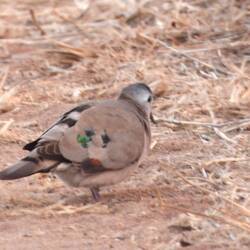 Emerald-spotted Wood-Dove