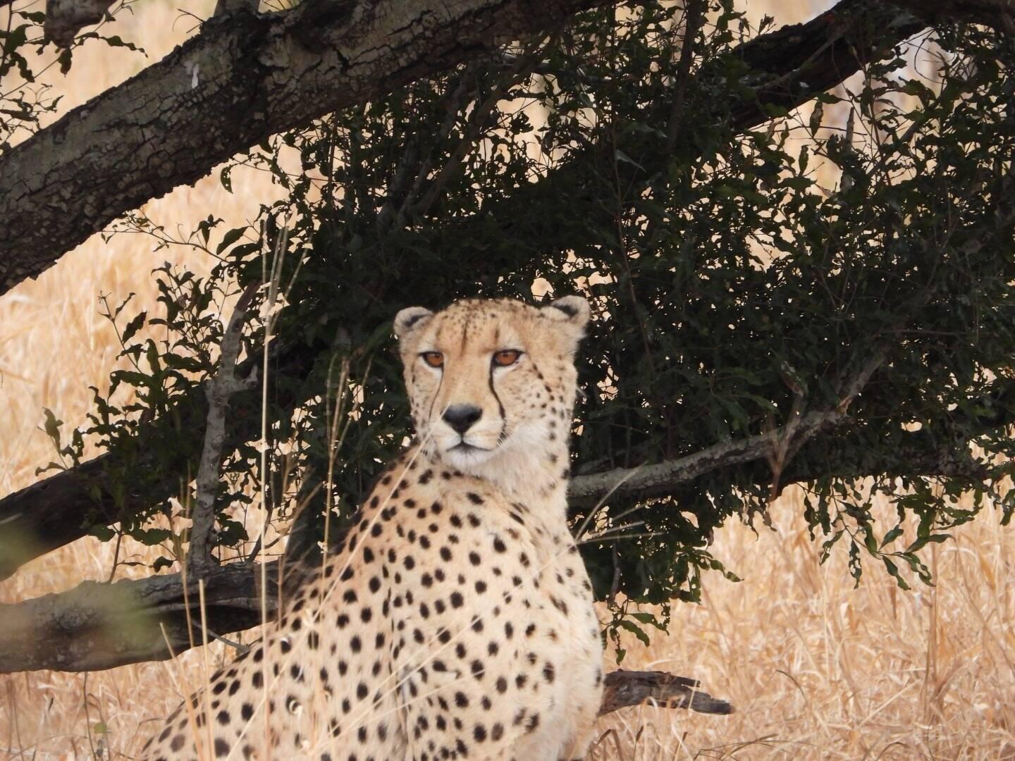 Cheetah