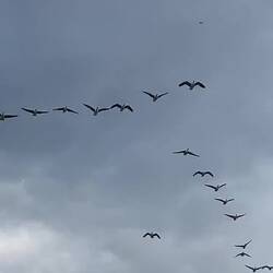 Wildgänse fliegen mehrmals über uns hinweg
