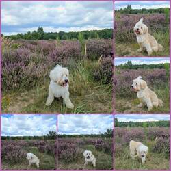 Bruno in der Heide