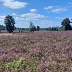 Spaziergang in der Behringer Heide