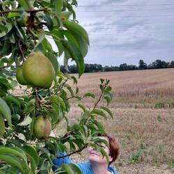 Inspektion der umliegenden Obstbäume