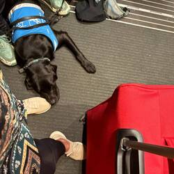 Das ist Targo. Ein Führhund in Ausbildung. Für mich Feel Good Manager ❤️