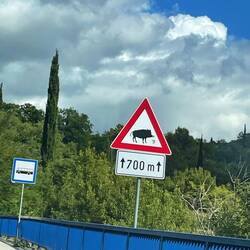 Strasse von Kroatien nach Montenegro mit vielen Wildchweinschildern