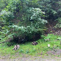 A tu mamusia uczy młode jak się zdobywa jedzonko