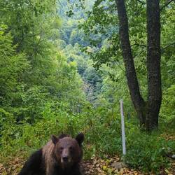 Bliżej niż w sanktuarium - i bez siatki