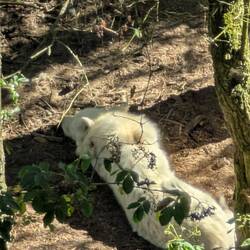 Hilde mit Wolfsohren