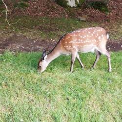 Les daims ont été introduits en Irlande au 13e siècle