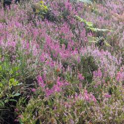 Heather in bloom