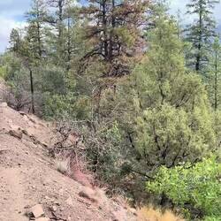 Another attempt to snag some engine-talk... just as the engineer shut the throttle!