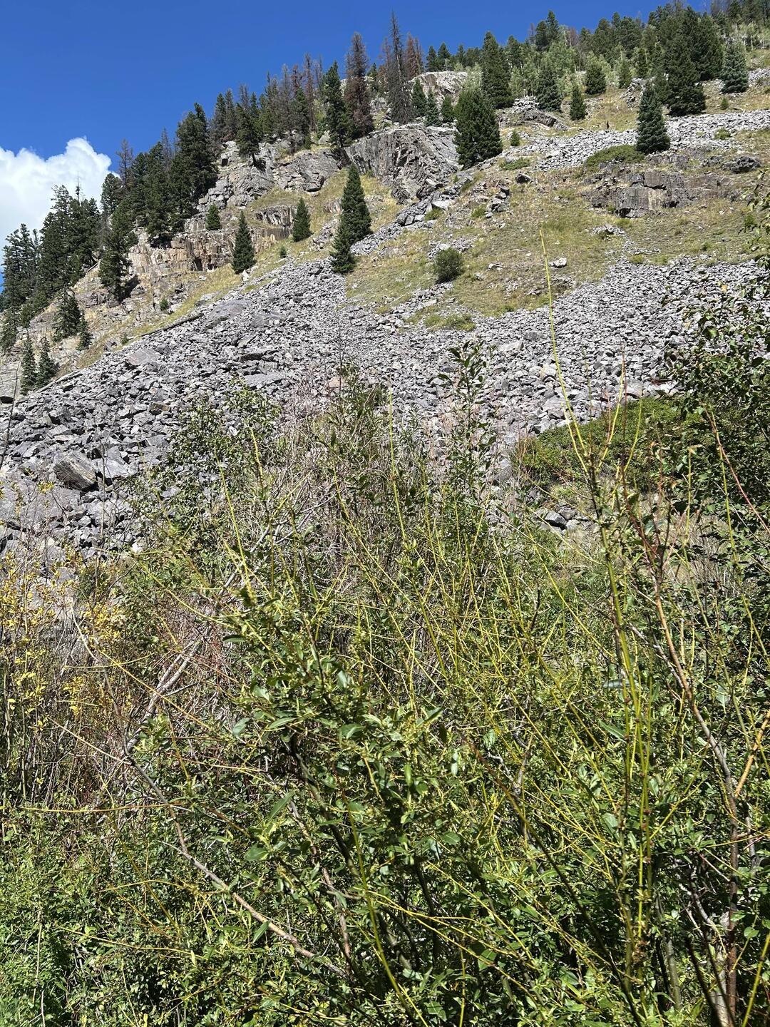 Can you see the bighorn sheep? Neither could I.
