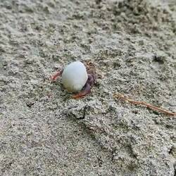 Einsiedlerkrebs, Parque nacional Cahuita