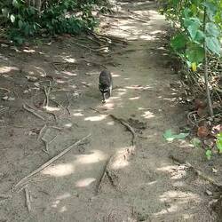 Waschbär, Parque nacional Cahuita