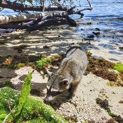 Waschbär, Parque nacional Cahuita