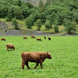 Highland cows....In Flam Norway 🇳🇴