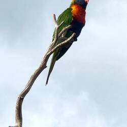 A Rainbow lorikeet