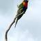 A Rainbow lorikeet
