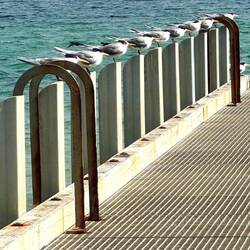 Crested Tern parade, ready for inspection