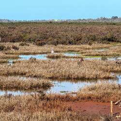 ... through peaceful wetlands