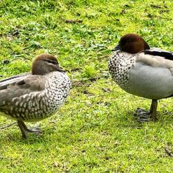 A Maned Duck couple - evidently not in a tree here