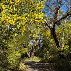 Bush bashing toward Stoney Point