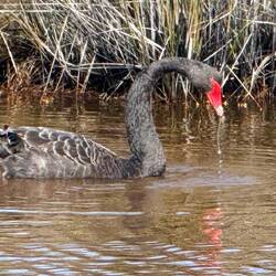 Black Swans gliding along