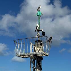 Cormorants looking out to French Island to their right and Phillip Island to their left