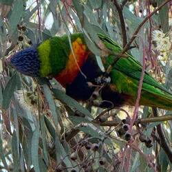 Blue, acid green, forest green, orange, indigo, greeeeeen. Rainbow lorikeet