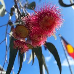 Eucalyptus flowers