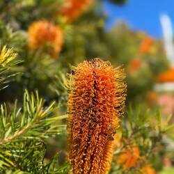 Banksia flowers